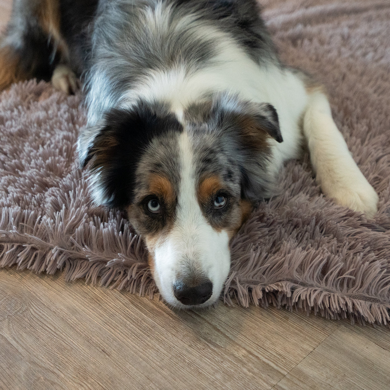 Hundedecke - Kuschelmonster